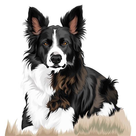 Border Collie Detailed Art Dog Art Commissions Pet Portraits By