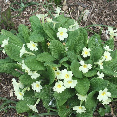 Primula vulgaris (English Primrose): Information, Pictures ...
