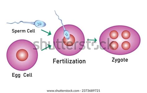 Fertilization Process Step By Step Sperm Stock Vector (Royalty Free ...