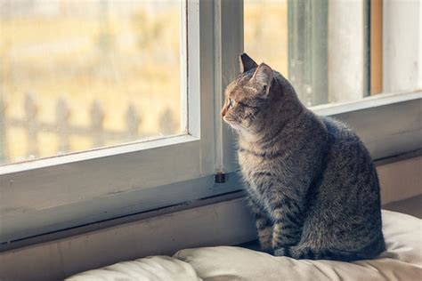 Chat Regarde à La Fenêtre Photo Premium