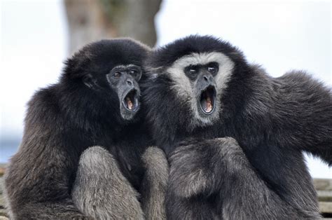 Singing Lar Gibbons A Photo On Flickriver