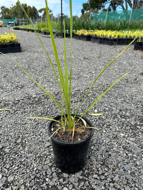 Cordyline australis 'Autumn' 14cm | Order Online Horseshoe Bend Nursery