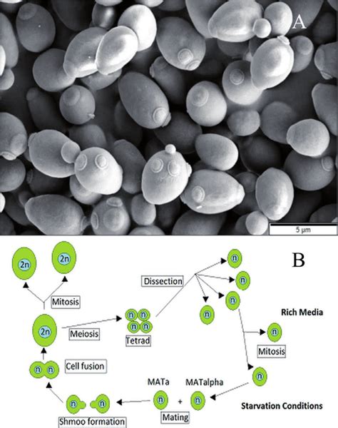 Budding Yeast Life Cycle