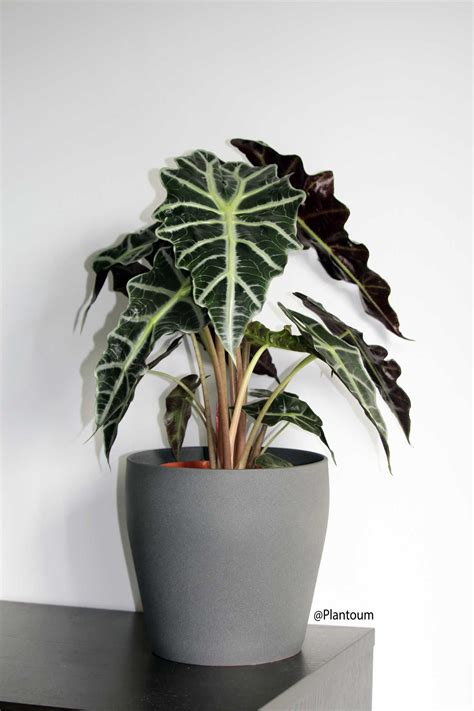 Les Plantes Types Alocasia Sont Des Plantes Exigeantes Pour L Humidit