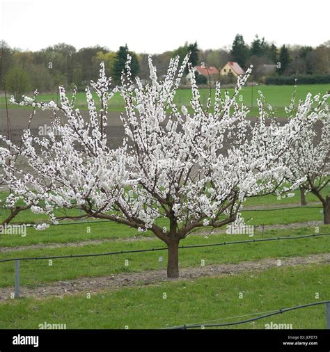 Prunus Armeniaca Orangered Hi Res Stock Photography And Images Alamy