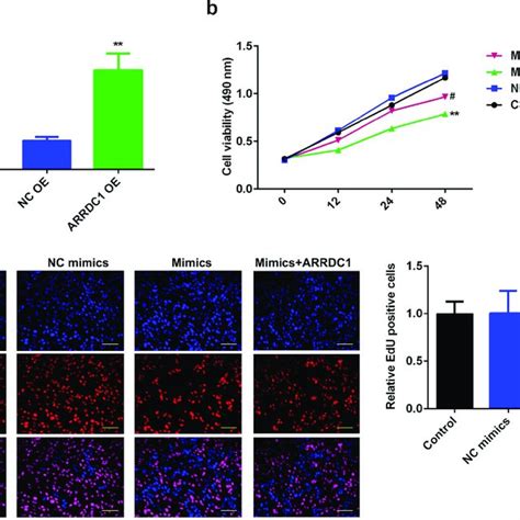 Mir P Suppresses Hcc Proliferation Via Regulating Arrdc A Mrna