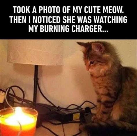 The Cutest Kitten | Funny cute memes, Funny animal pictures, Cute funny ...