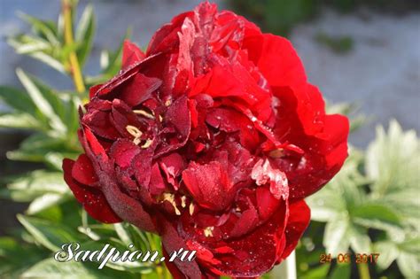 Пион Бакай Белл / Buckeye Belle