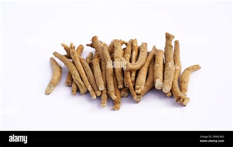 Withania Somnifera Known Commonly As Ashwagandha Indian Ginseng Poison Gooseberry Or Winter