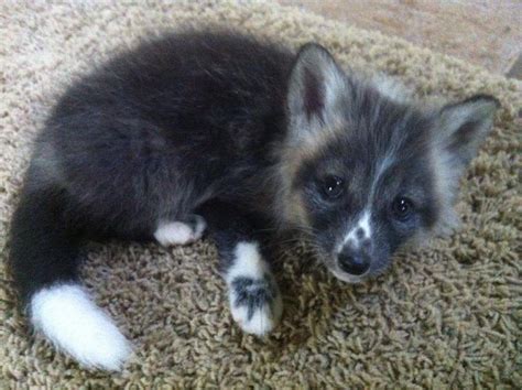 Ivan, the adorable baby arctic fox. : foxes