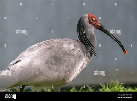 Endangered Asian Crested Ibis Nipponia Nippon In Shaanxi Province