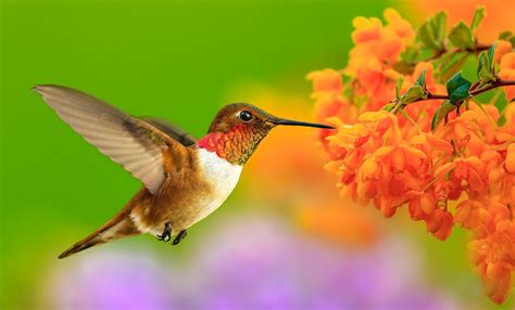 Bing Hummingbird Wallpaper