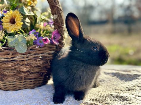 Heavenly Meadows Rabbitry Cage Free Holland Lops Lionheads And Flemish