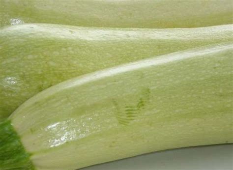 Zucchini Italian Gmo Free Seeds