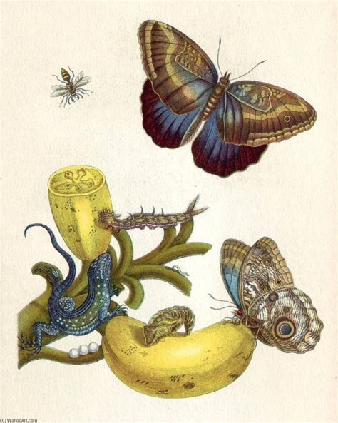 Reproducciones De Pinturas Metamorfosis Xxiii De Maria Sibylla Merian