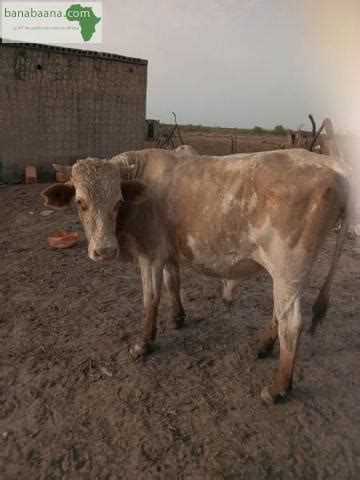 Achat Vente Animaux Des Vaches Dakar Banabaana