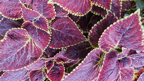 Closeup View Of Coleus Leaves Purple Colour Coleus Plant Leaves On