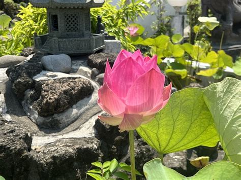 Chinese Lotus Nature Blossom - Free photo on Pixabay - Pixabay