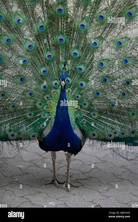 Male Indian Peafowl Pavo Cristatus Displaying Fan Park Valladolid