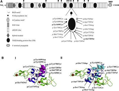 Mutations In The Tgfβ Binding Protein Like Domain 5 Of Fbn1 Are