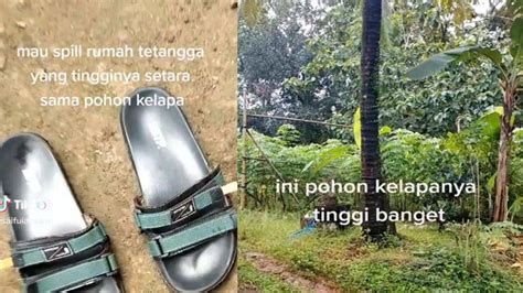 Pantas Viral Ternyata Rumah Setinggi Pohon Kelapa Ini Tampak Unik