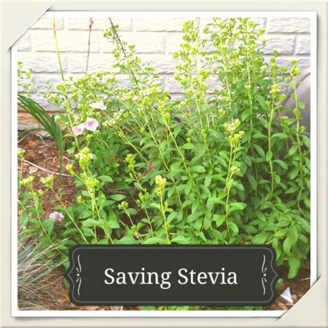 Growing Stevia: How to Plant, Grow, and Harvest Stevia Plants