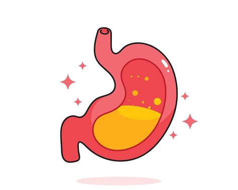 Stomach Human Anatomy Biology Organ Body System Health Care And Medical