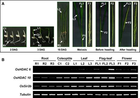 Subcellular Localization Of Rice Histone Deacetylases In Organelles