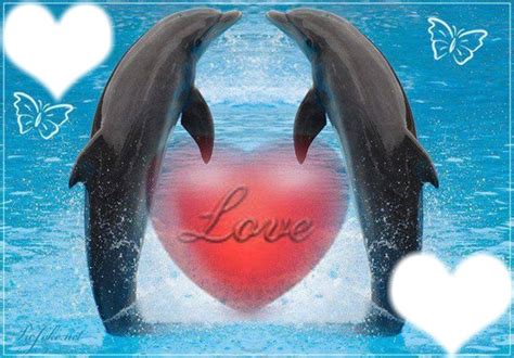 Dauphins Love 2 Cadres Coeur Montage Photo Pixiz