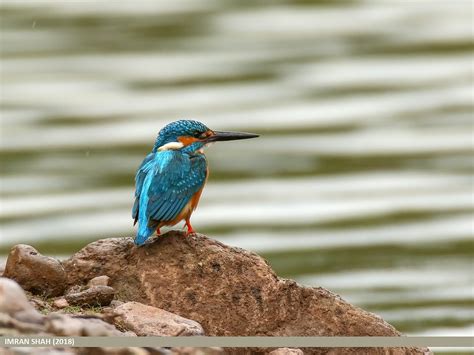 Common Kingfisher Alcedo Atthis Common Kingfisher Alced Flickr