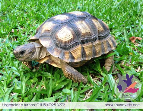 Fauna Vets Guía Sobre Cuidados De Las Tortugas De Tierra