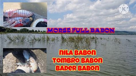 Mancing Wgm Terbaru Mancing Di Sini Gak Mungkin Gak Dapat Nila Babon