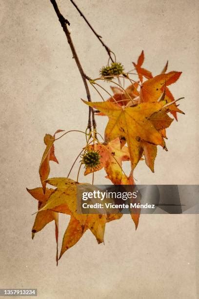 Platanus X Acerifolia Photos And Premium High Res Pictures Getty Images