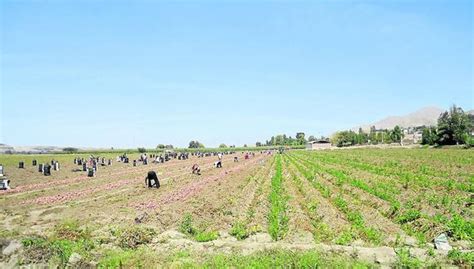 Aprueban Tres Obras Para El Agro En Piura EDICION CORREO