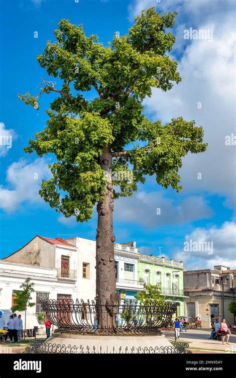 Ceiba Tree Cuba Hi Res Stock Photography And Images Alamy