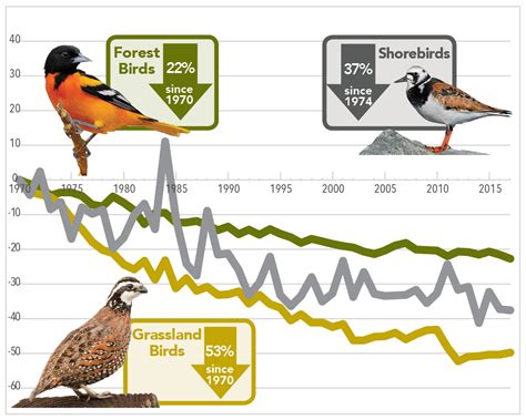 Steep Declines State Of The Birds 2022