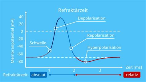 Refrakt Rzeit Einfach Erkl Rt Mit Definition Mit Video