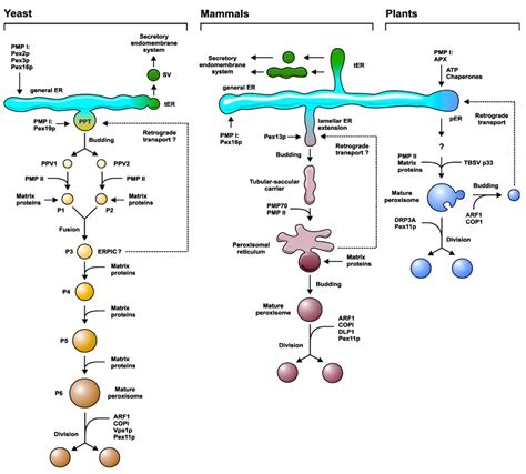 SOLVED Texts Biogenesis Of Peroxisomes And Other Endomembrane Systems