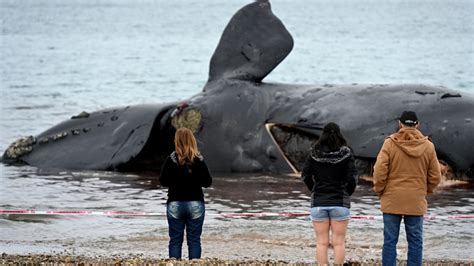 Encontraron tres nuevos cadáveres y ya suman 18 las ballenas muertas