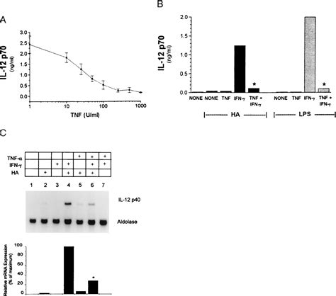 Inhibition Of Interferon γ Induced Interleukin 12 Production A