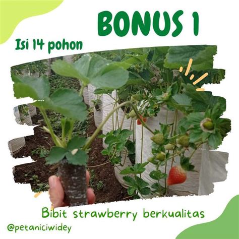 Jual 15 Pohon Bibit STRAWBERRY Super Jumbo Jenis Mencir Di Seller