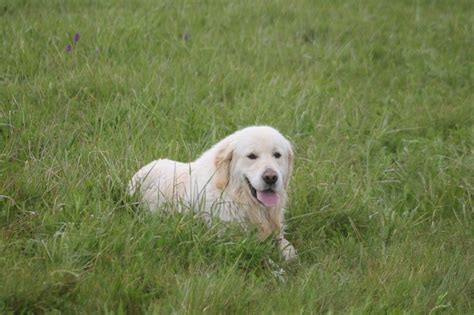 Chien Golden Retriever Sanka Des L Gendaires Nahauri