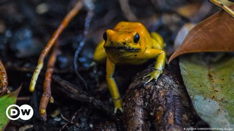 Onu Chega A Acordo Hist Rico Sobre Biodiversidade Dw