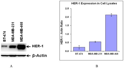 Comparative Egfr Expression Level Of Bt Mda Mb And Mda Mb