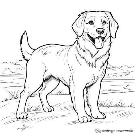 Golden Retriever Coloring Pages Free Printable