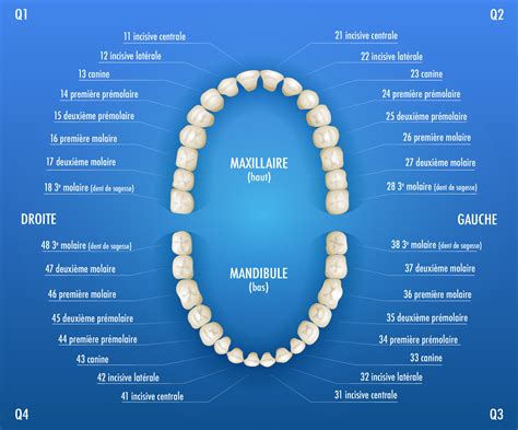 Numérotation des dents comment ça marche Espace dentaire à Aix en