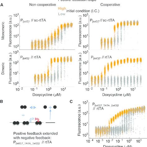 Design And Models Of Feedback Loops With Cooperative Binding And