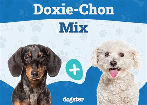 Doxie Chon Bichon Frise Dachshund Mix Info Pictures Care And More