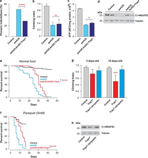 Epistatic Relationship Between Trap1 And Parkin A Trap1 Expression