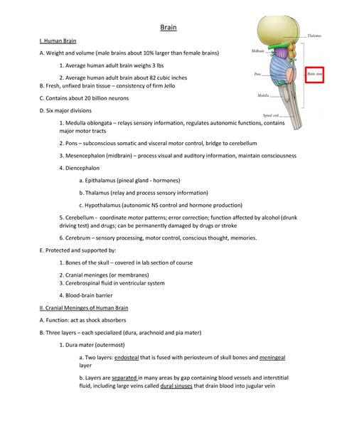 Brain My Lecture Notes For Class Human Morphology And Function